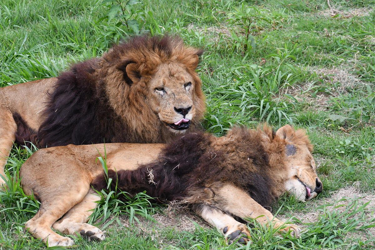 画像は公式サイトのものではありません。イメージです。ライオンが2頭寝転がっている様子。